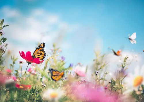 Schmetterling fliegen über bunter Blumenwiese